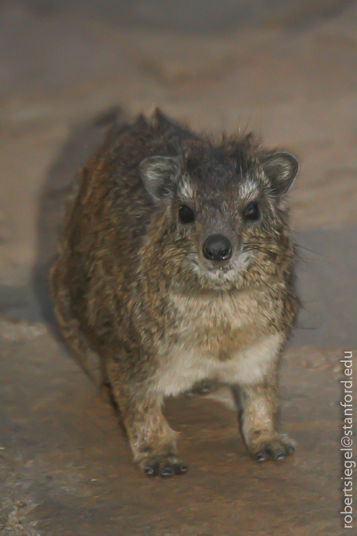 hyrax